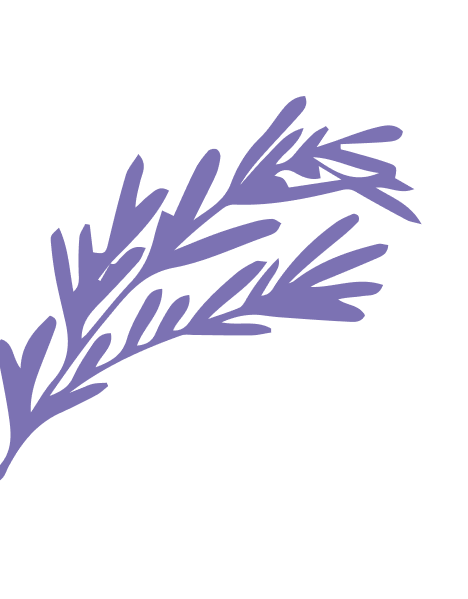Purple Rosmary Illustration
