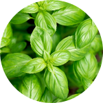 Basil