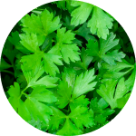 Parsley