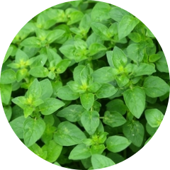 Oregano